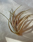 A603 Tillandsia Capitata Yellow Large form