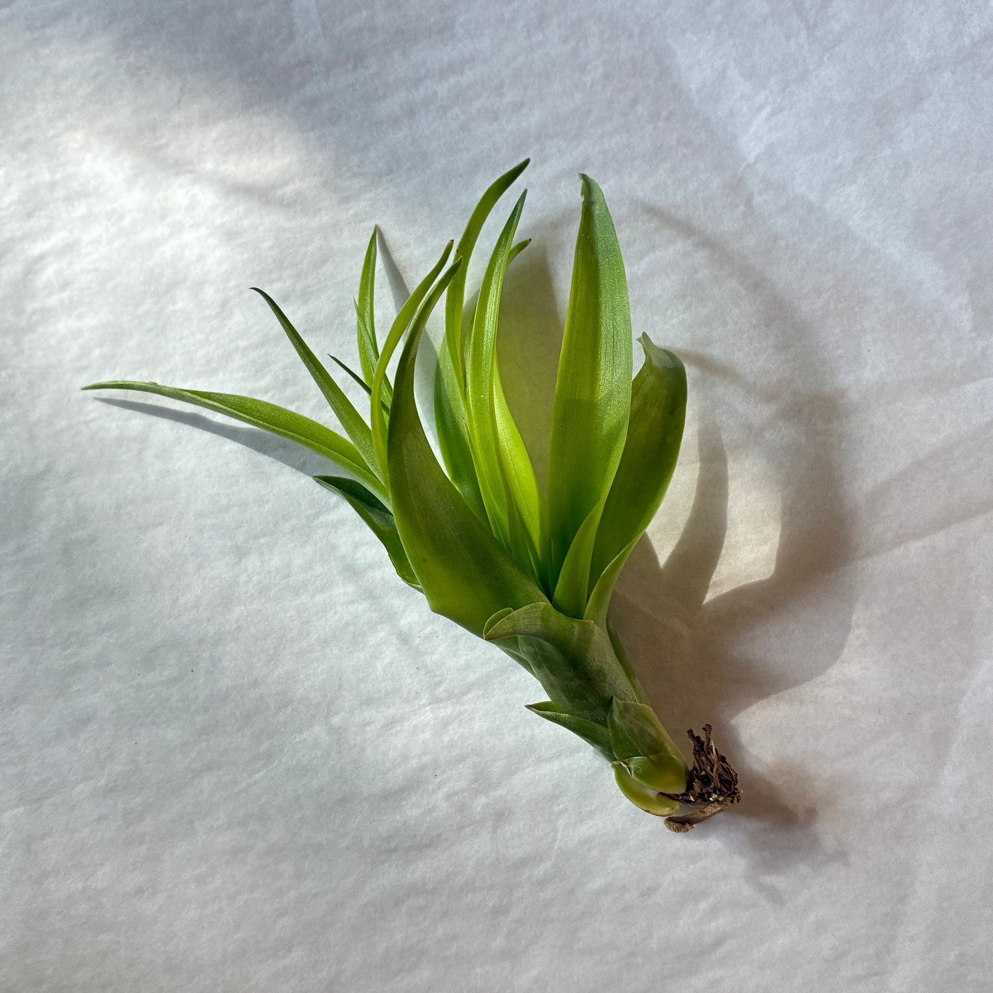 A601 Tillandsia Bradeana Brachycaulos Burgundy - M