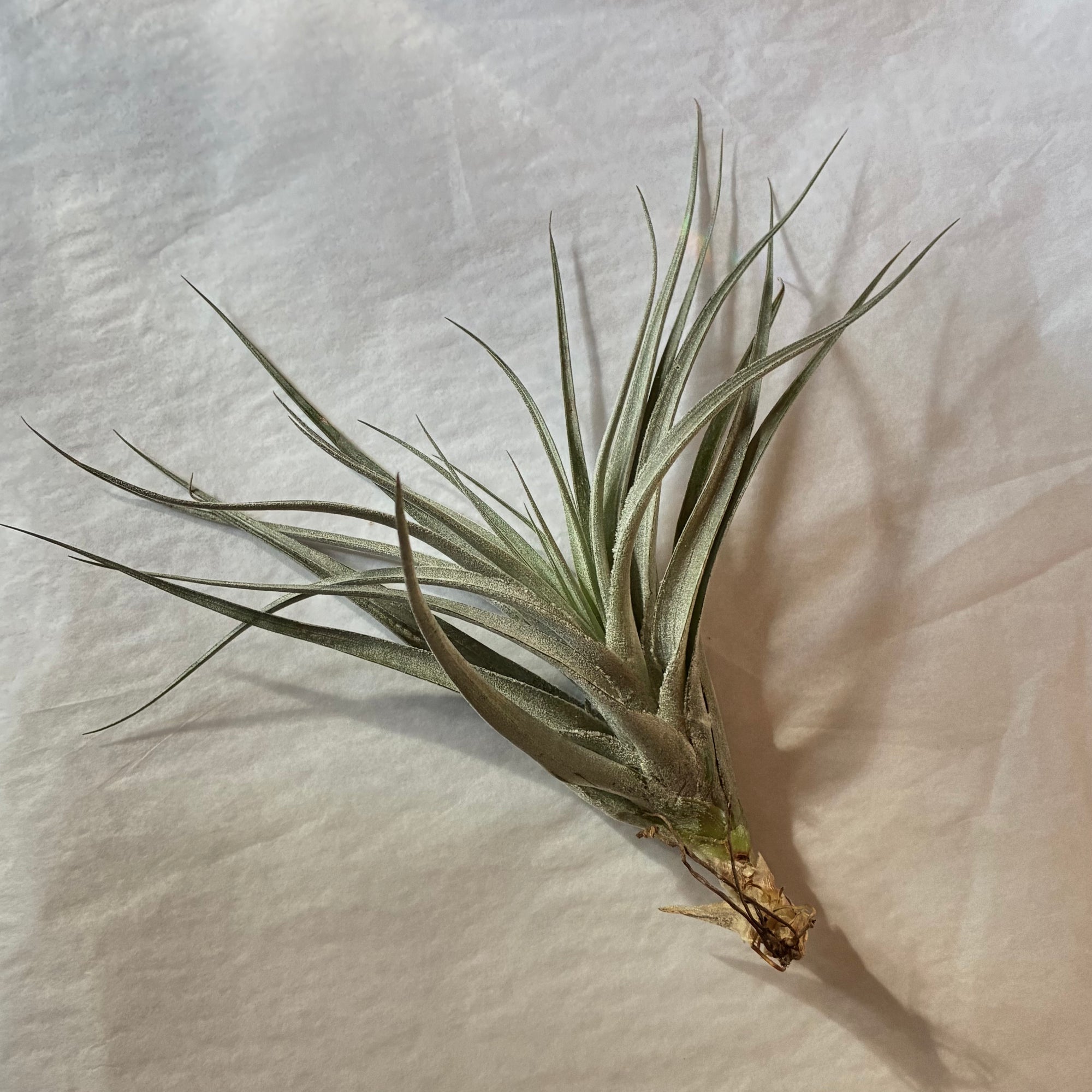 A610 Tillandsia recurvifolia - Large