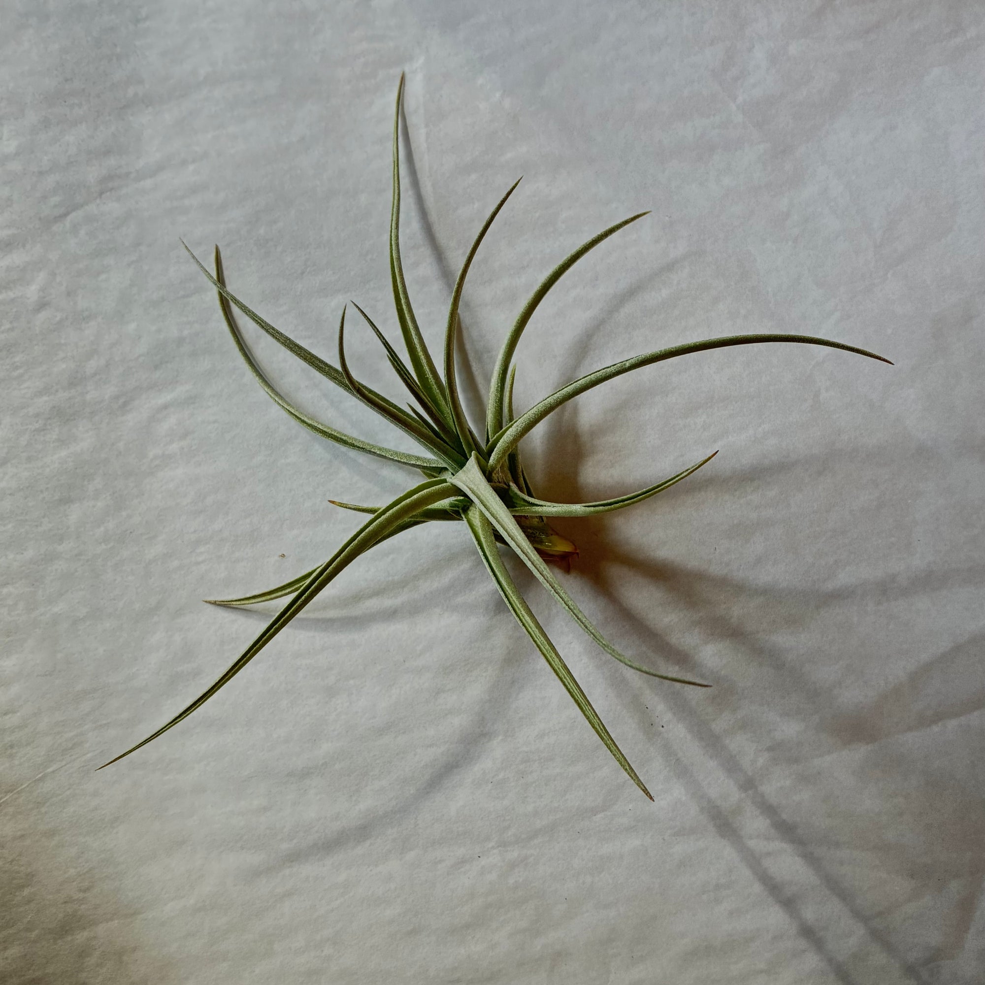 A604 Tillandsia jucunda - Medium