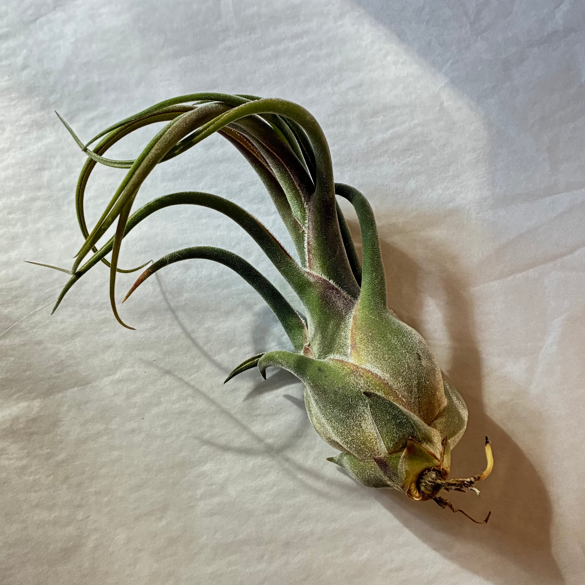 A611 Tillandsia seleriana - Large