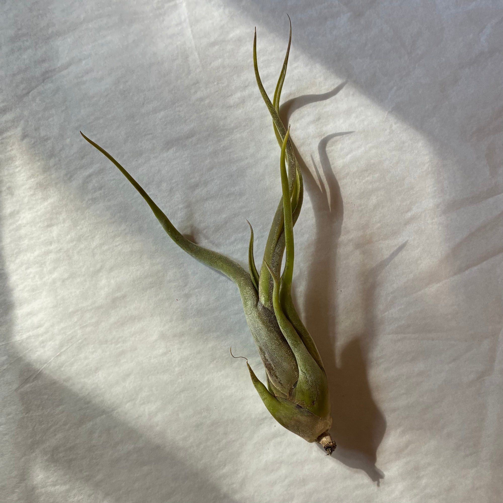 A606 Tillandsia caput-medusae - Large
