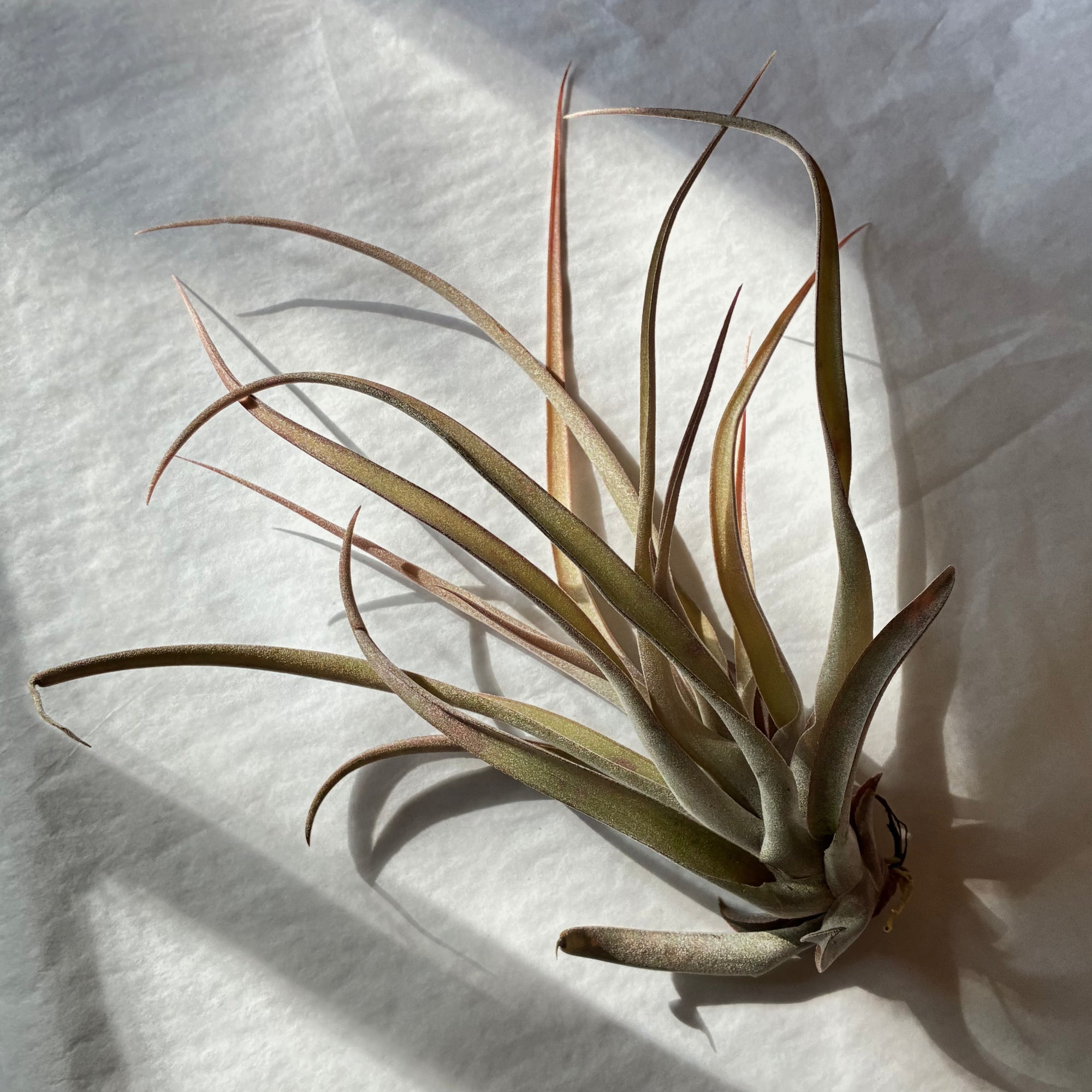 A618 Tillandsia capitata peach - Large