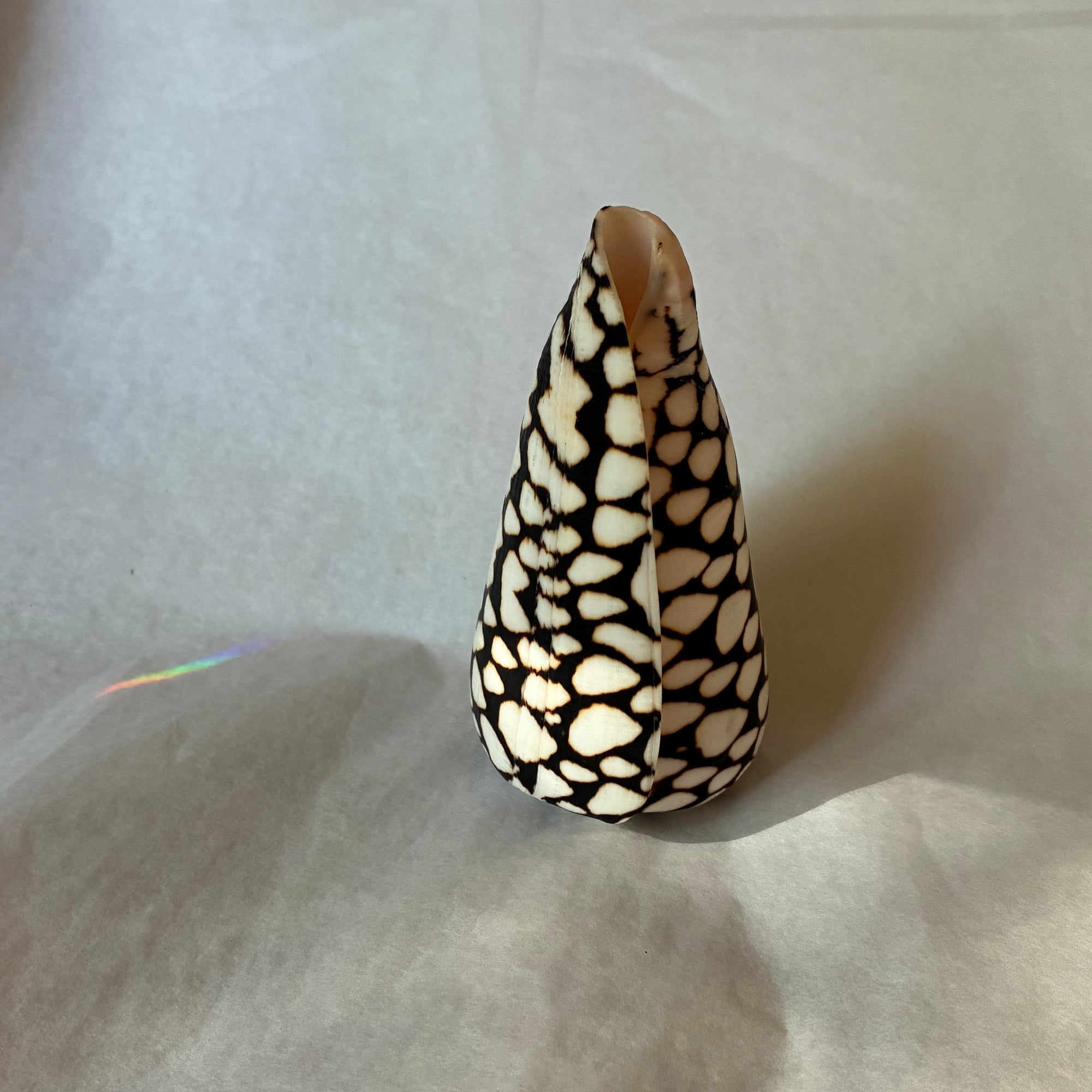 Conus shell - leopardus