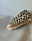 Conus shell - leopardus