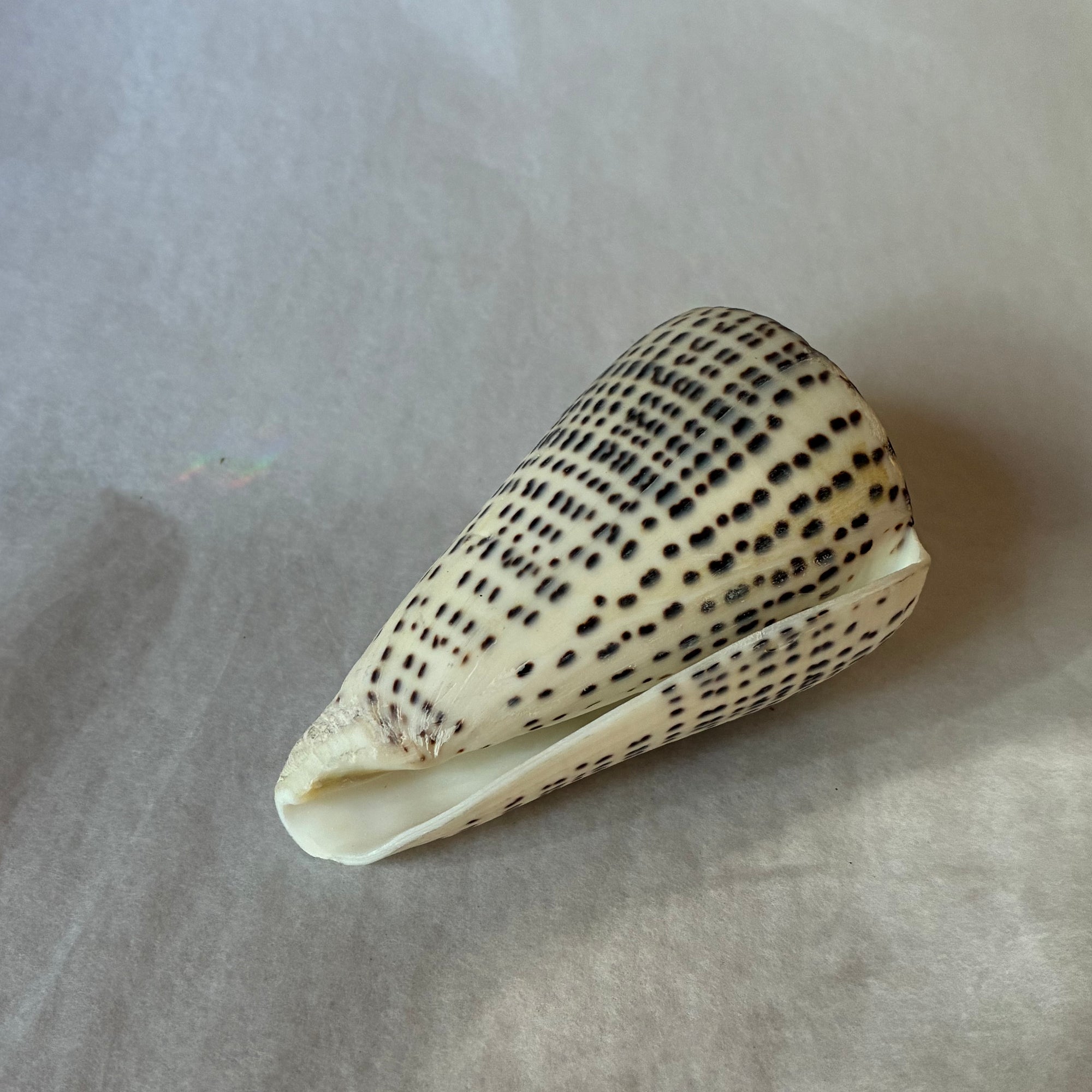 Conus shell - marmoreus