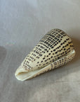 Conus shell - marmoreus