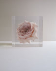 ROSE Hinaarare Cube