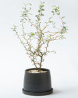 Wide Bottom Plant Pot : Black