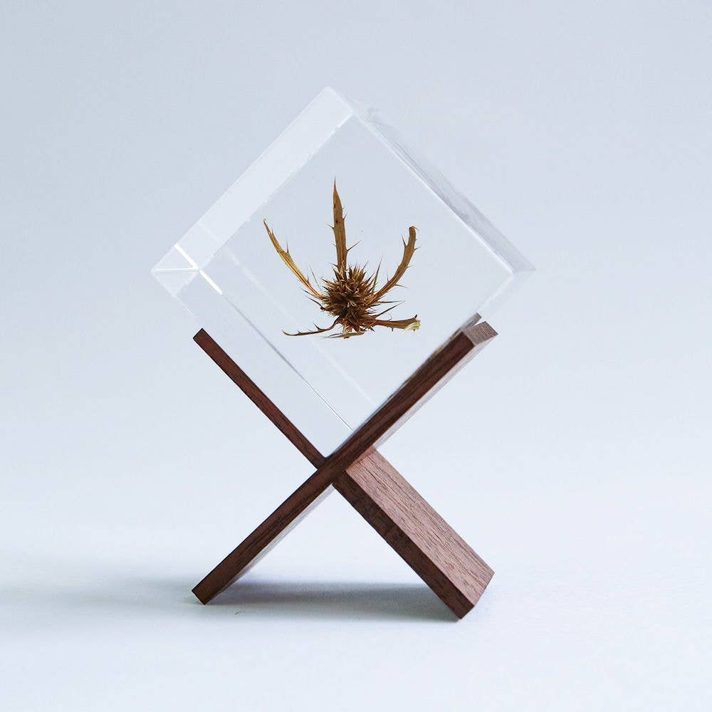 Sea holly - Botanical Decor Gift