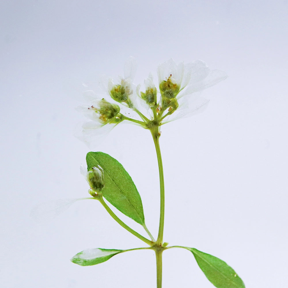 Euphorbia Sp