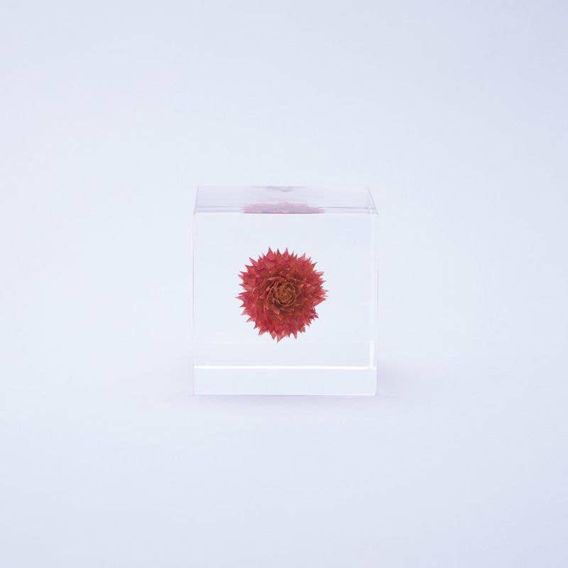Globe Amaranth Cube
