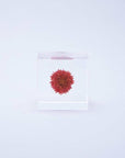 Globe Amaranth Cube