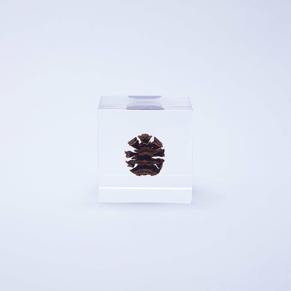 Dawn redwood - Botanical Decor Gift