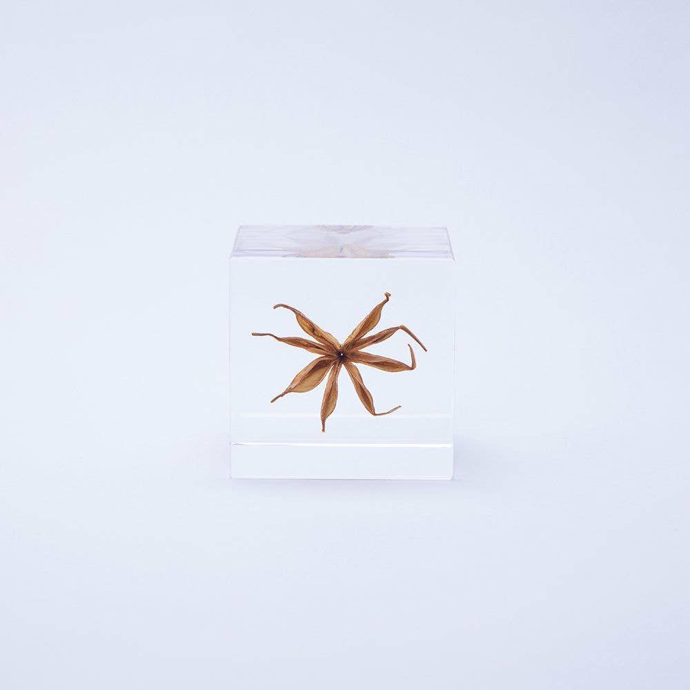 Yellow Fennel Flower Cube