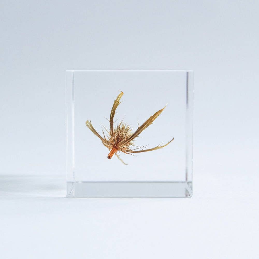 Sea holly - Botanical Decor Gift