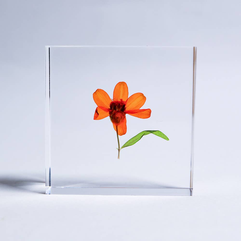Sola Tile Zinnia - Botanical Decor Gift