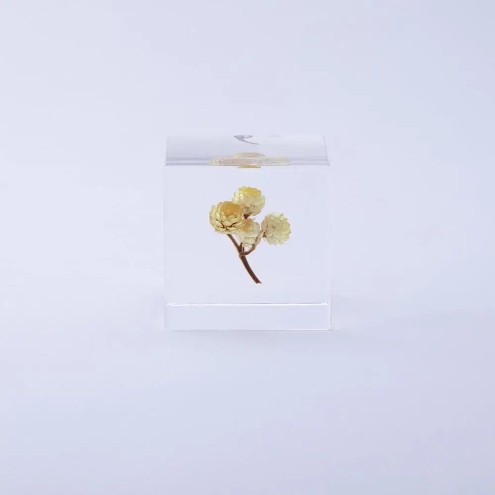 Immortelle Cube