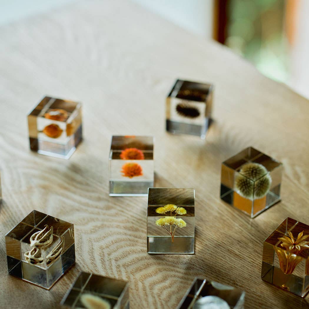 Globe Thistle Cube