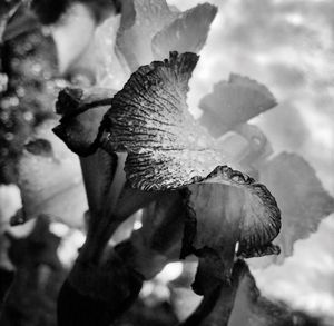 JEAN GAUMY A CERTAIN NATURE