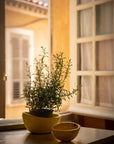 Plain Bowl - Small