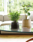 Wide Bottom Plant Pot : Black