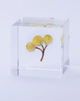 Immortelle Cube